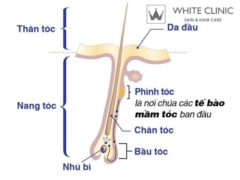 phục hồi nang tóc phục hồi nang tóc