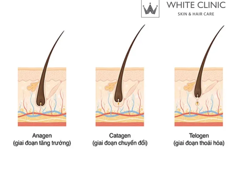 nuôi dưỡng nang tóc