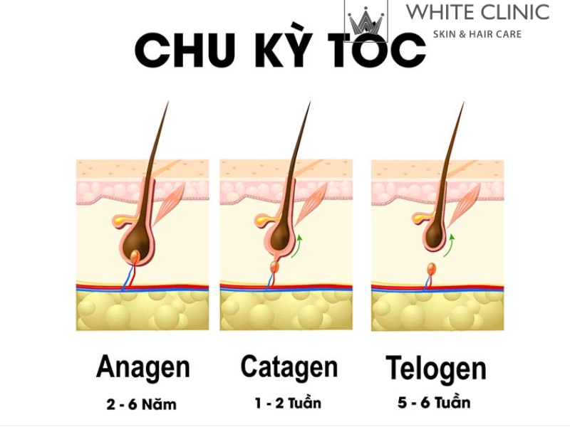 phục hồi tóc